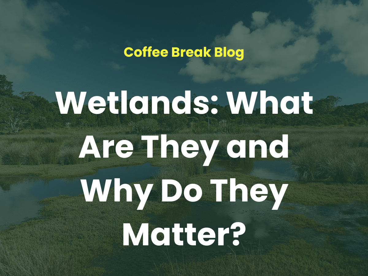 Wetlands What Are They And Why Do They Matter Land App