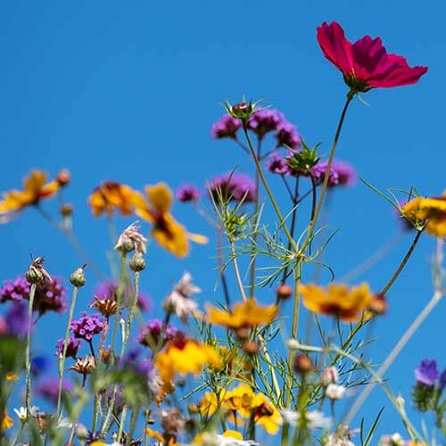 Colourful wild flowers in bloom