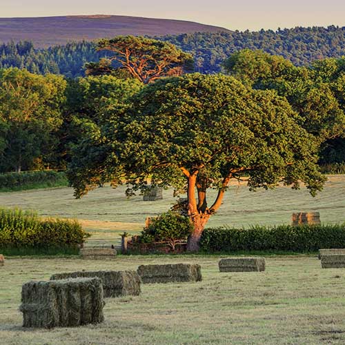 Field and Hay Bales