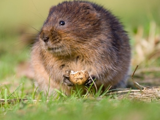 Water vole in the Humberhead Levels