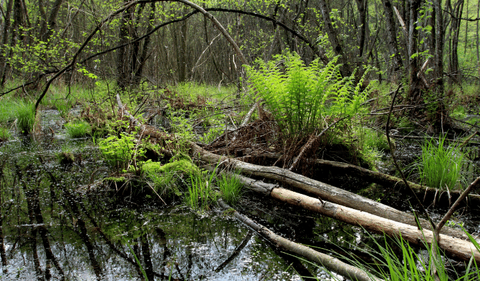 Peatland, an example of a wetland in the UK