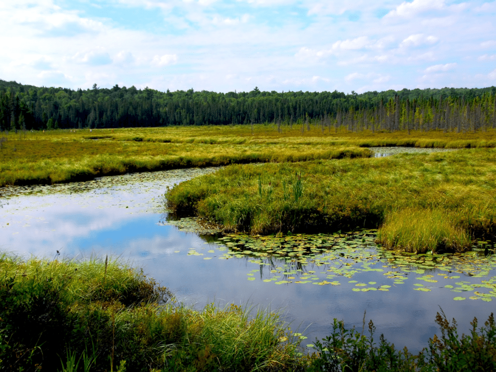 Photo of a wetland habitat