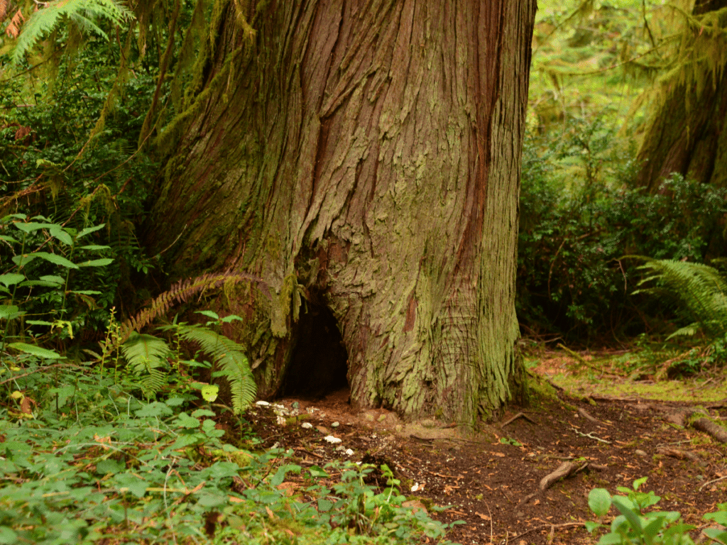 Photo of the bottom of a large tree - an area where a habitat assessment might occur