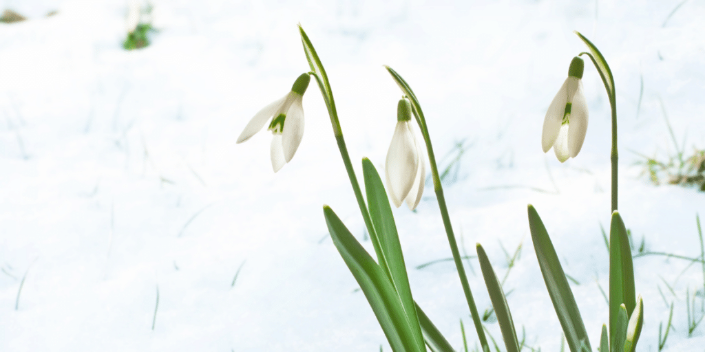 Snowdrops with a white snowy background