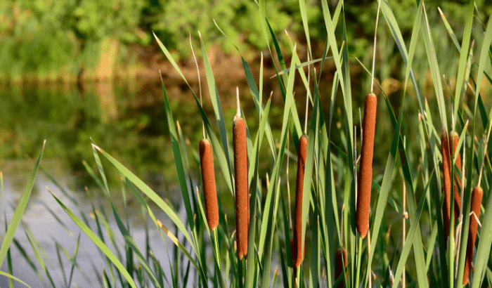 Close-up photo of reeds in a wetland