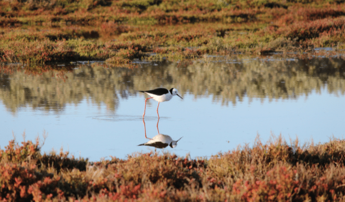 Bird reflected in still water in a wetland
