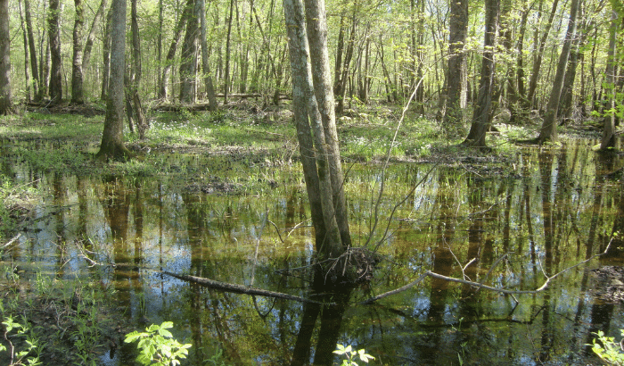 Photo of a tree in a wetland