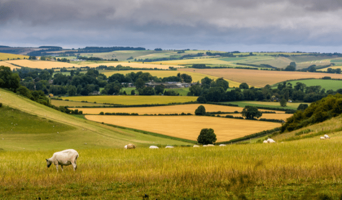 Photograph of sheep grazing on a field with rolling hills in the background.