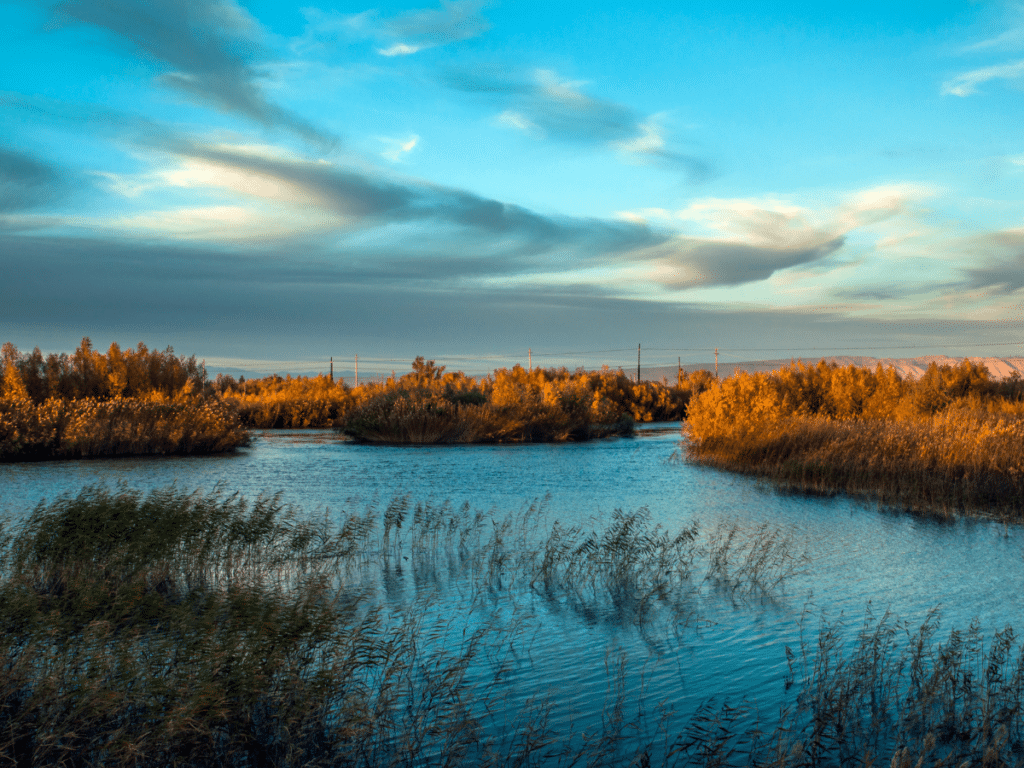 View of a wetland at sunrise
