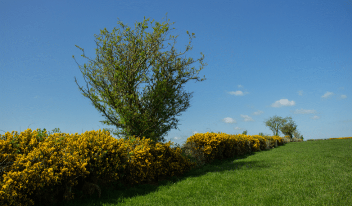 Gorse and tree hedgerow