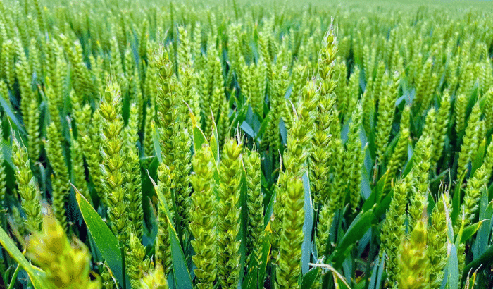 Close up of a field of wheat