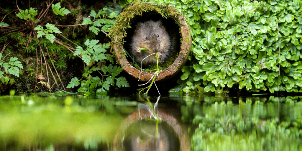 Image of a very cute water vole sitting in then end of a terracotta pipe nibbling on a bit of grass. there is lush greenery around, reflected in the still water below.