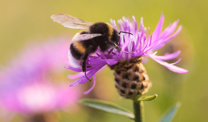 Bumble bee on a thistle