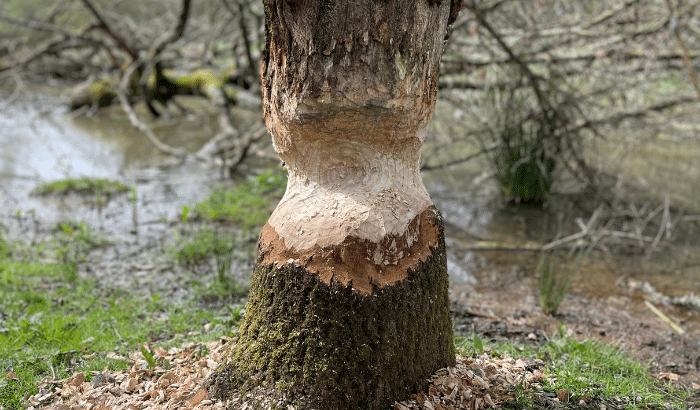 Evidence of the beavers at Knepp - a gnawed tree!