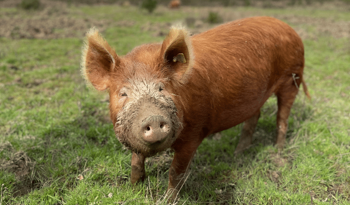 A Tamworth pig with a face covered in mud at Knepp