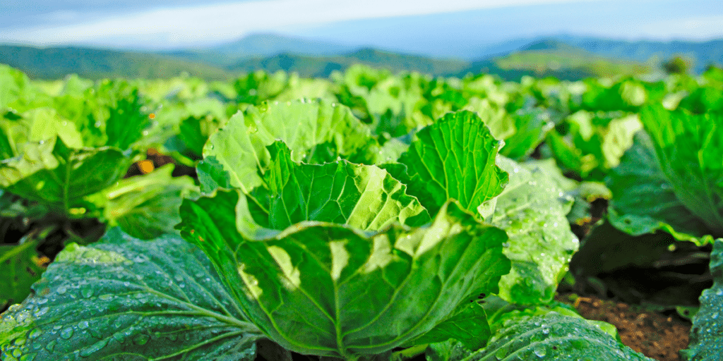 Image of a cabbage growing in a field in the sunlight