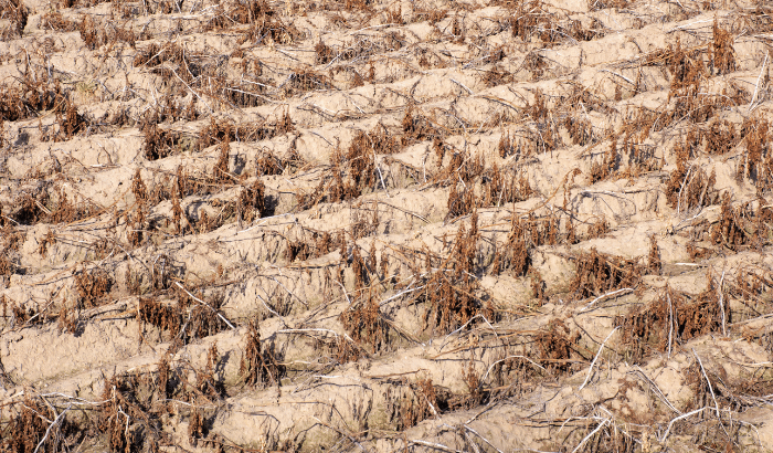 Crops suffering in drought