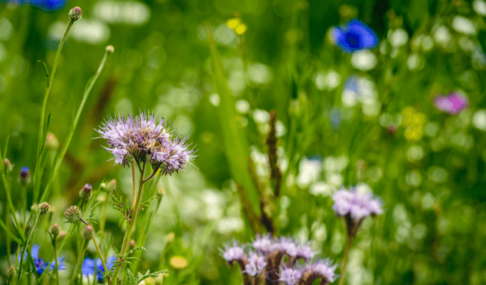 Close up of meadow flowers in a field