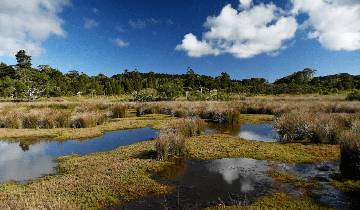 A wetland in the UK