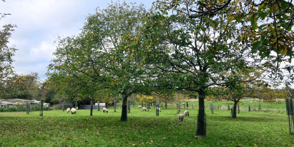 Sheep grazing under trees. Credit: Eleanor Marks