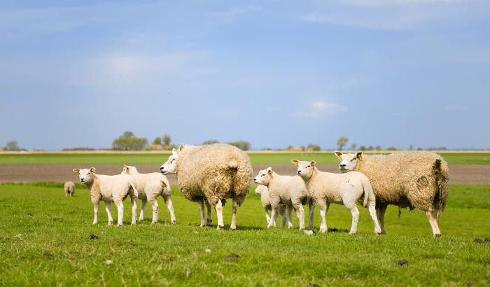 Image of spring season with sheep and lambs on a farm. ELMs