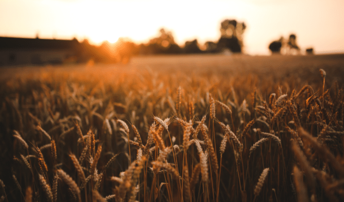 Image of fields with crops to represent harvest season. ELMS