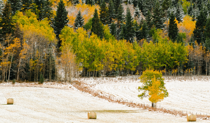 Image of winter farmland with trees and hay bales. ELMS